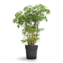 Polyscias Ming - Aralia Ming 26 Polyscias Ming - Aralia Ming -Plant potted plants Polyscias Ming Aralia Ming 19x60cm