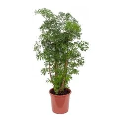 Polyscias Ming - Aralia Ming 24 Polyscias Ming - Aralia Ming -Plant potted plants Polyscias Ming Aralia Ming 21x80cm