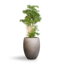 Grigio Tall Balloon Planter - Natural Concrete 8 Grigio Tall Balloon Planter - Natural Concrete -Plant potted plants Polyscias Ming Aralia Ming 24x80cm Grigio Tall Balloon Planter Natural Concrete 40x50cm 1 c61e6f54 217e 409c a403 f5ac0358c30e