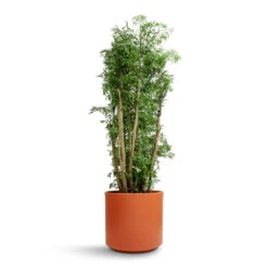 Polyscias Ming - Aralia Ming 29 Polyscias Ming - Aralia Ming -Plant potted plants Polyscias Ming Aralia Ming 27x110cm Prague Plant Pot Cayenne 28x24cm 837d3368 c294 4074 9145 8949759934e8