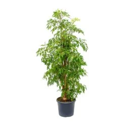 Polyscias Ming - Aralia Ming 28 Polyscias Ming - Aralia Ming -Plant potted plants Polyscias Ming Aralia Ming 29x130cm