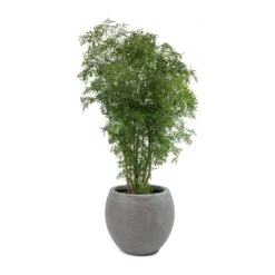 Abby Ball Plant Pot - Ridged Dark Grey -Plant potted plants Polyscias Ming Aralia Ming Abby Plant Pot bb1d37f9 0bc3 42e1 a22b 28e1495cd3aa