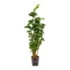 Polyscias Roble - Aralia - HydroCare -Plant potted plants Polyscias Roble Aralia Hydroculture Indoor Plant