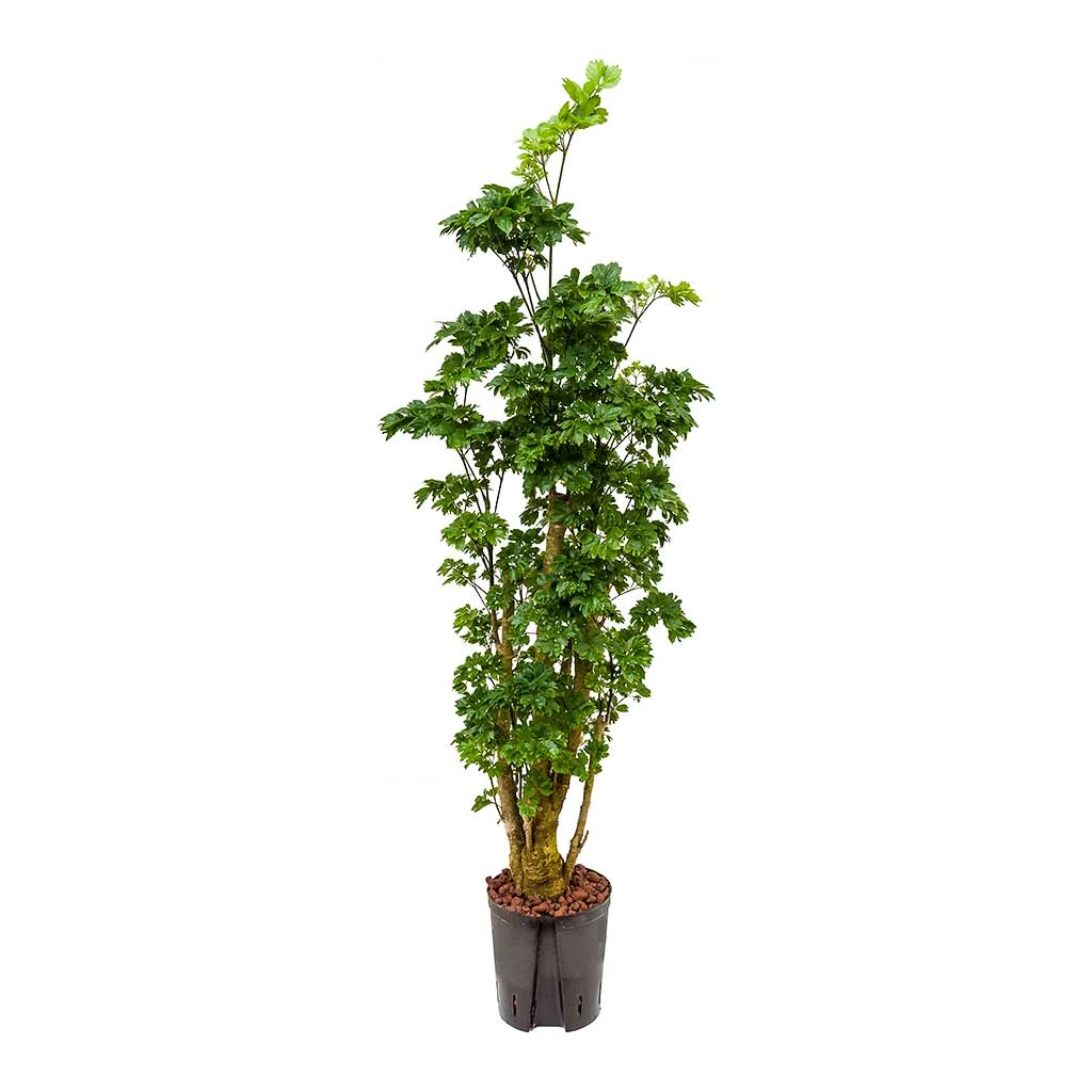 Polyscias Roble - Aralia - HydroCare 3 Polyscias Roble - Aralia - HydroCare