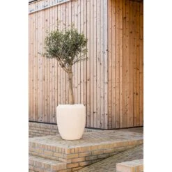 Polystone Coated Plain Coppa Planter - Natural -Plant potted plants Polystone Coated Plain Coppa Planter Natural Lifestyle