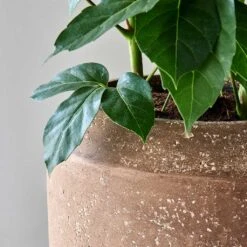 Polystone Coated Plain Coppa Planter - Rock -Plant potted plants Polystone Coated Plain Coppa Planter Rock 4