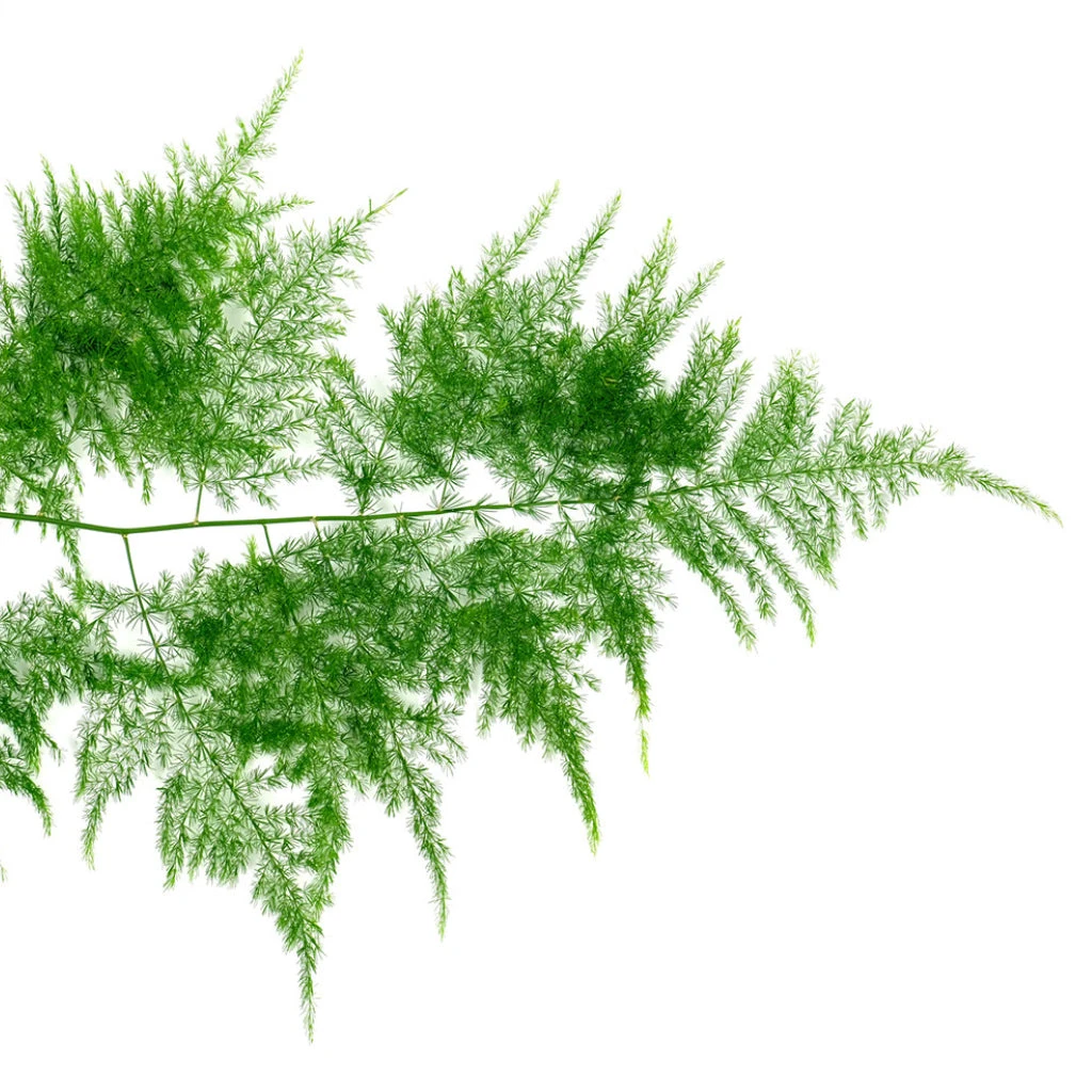 Asparagus Setaceus - Lace Fern 4 Asparagus Setaceus - Lace Fern - Image 2