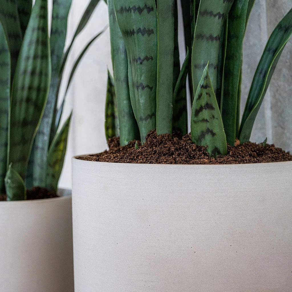 Puk Refined Planter - Natural White 11 Puk Refined Planter - Natural White - Image 9