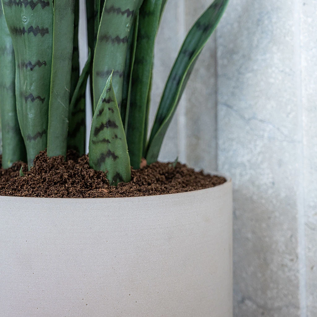 Puk Refined Planter - Natural White 9 Puk Refined Planter - Natural White - Image 7
