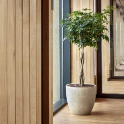 Raindrop Egg Planter - Stone -Plant potted plants Raindrop Couple Stone