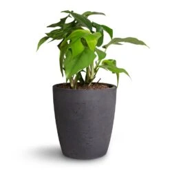 Gerben Plant Pot - Black Washed 20 Gerben Plant Pot - Black Washed -Plant potted plants Rhaphidophora tetrasperma Monstera minima 12x25cm Gerben Plant Pot Black Washed 15x16cm 736e19be d79b 48b4 81f3 df461d50577d