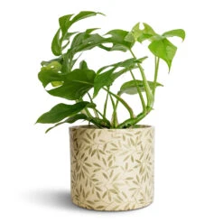 Lazzaro Plant Pot - Sage Foliage 12 Lazzaro Plant Pot - Sage Foliage -Plant potted plants Rhaphidophora tetrasperma Monstera minima 12x25cm Lazzaro Plant Pot Sage Foliage 15x13cm