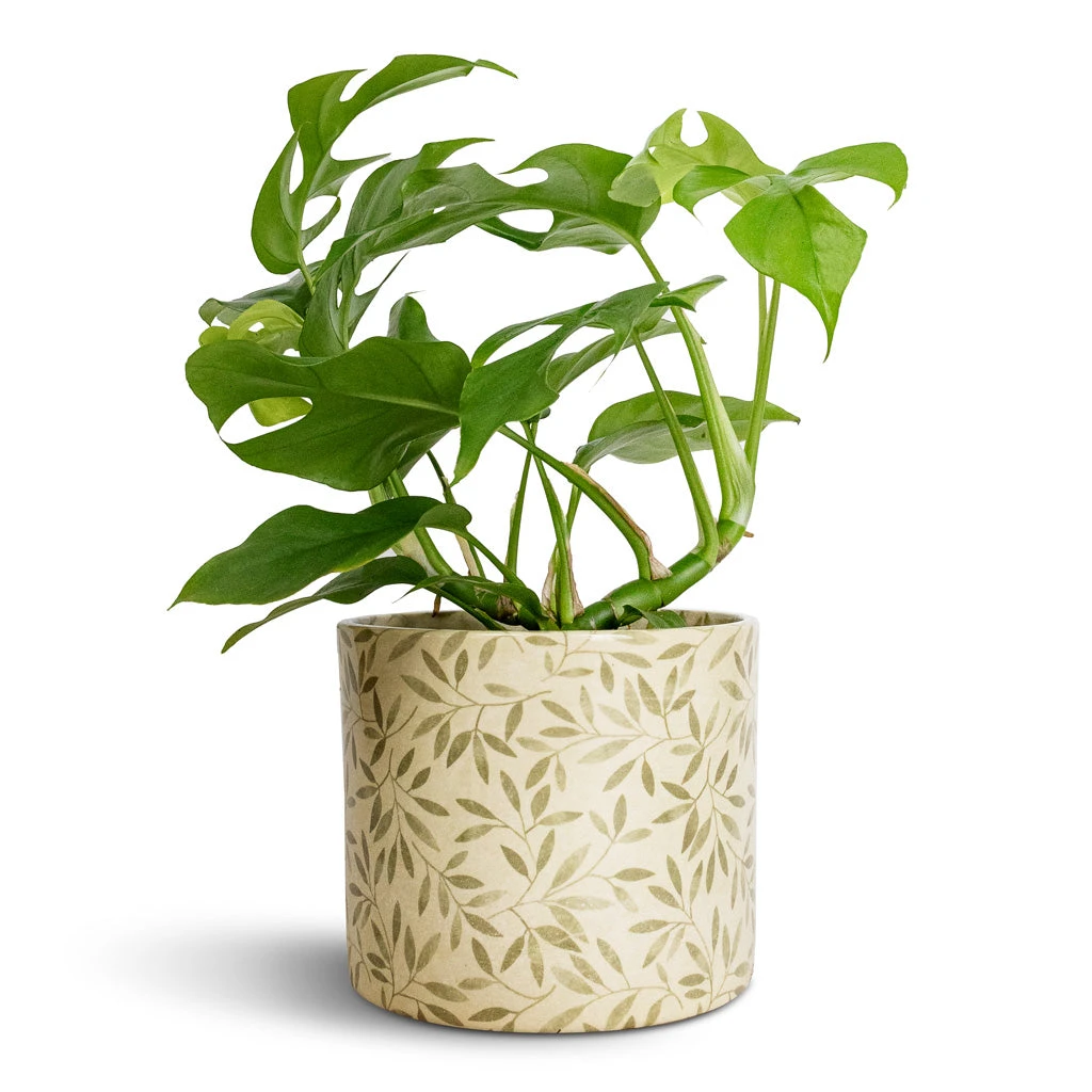 Lazzaro Plant Pot - Sage Foliage 6 Lazzaro Plant Pot - Sage Foliage - Image 4