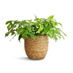 Cody Plant Pot - Straw Grass -Plant potted plants Rhaphidophora tetrasperma Monstera minima 15x25cm Cody Plant Pot Straw Grass 22x20cm a01898d3 36eb 4449 bfff f595c0b910e5