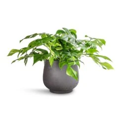 Mini Pixie Plant Pot - Black Washed -Plant potted plants Rhaphidophora tetrasperma Monstera minima 15x25cm Mini Pixie Plant Pot Black Washed 24x20cm 678e6718 6199 4557 ad24 c6bd45ed5f38