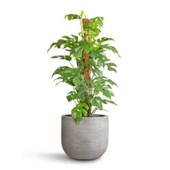 Cody Plant Pot - Ridged Cement -Plant potted plants Rhaphidophora tetrasperma Monstera minima Moss Pole 19x80cm Cody Plant Pot Ridged Cement 28x25cm 56836538 1827 4dcf 845f 22759ff73069