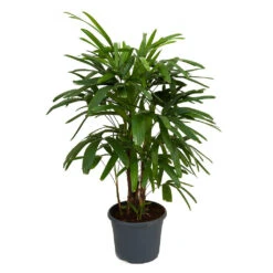 Rhapis Excelsa - Lady Palm -Plant potted plants Rhapis excelsa Lady Palm 100cm