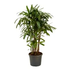 Rhapis Excelsa - Lady Palm -Plant potted plants Rhapis excelsa Lady Palm 120cm