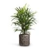 Rhapis Excelsa - Lady Palm -Plant potted plants Rhapis excelsa Lady Palm 21x90cm Luxe Lite Moon Cylinder Planter Bronze 28x27cm 4ec9c0ae ccbb 44f3 8bcb 48a80ec298d3