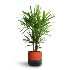 Rhapis Excelsa - Lady Palm -Plant potted plants Rhapis excelsa Lady Palm 21x90cm Marlijn Plant Pot Blush 24x23cm 1 b80c827c 1879 4803 b120 7f1195e3d00a