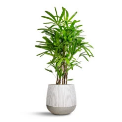 Rhapis Excelsa - Lady Palm -Plant potted plants Rhapis excelsa Lady Palm 27x110cm Pax Plant Pot Ridge White Stripe 40x36cm