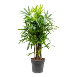 Rhapis Excelsa - Lady Palm -Plant potted plants Rhapis excelsa Lady Palm 34x160cm