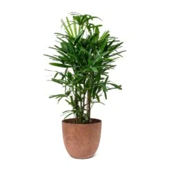 Rhapis Excelsa - Lady Palm -Plant potted plants Rhapis excelsa Lady Palm Bola Artstone Plant Pot Oak