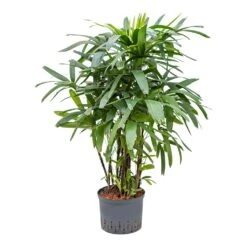 Rhapis Excelsa - Lady Palm - HydroCare 25 Rhapis Excelsa - Lady Palm - HydroCare -Plant potted plants Rhapis excelsa Lady Palm Hydroculture 25 19x120cm