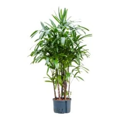 Rhapis Excelsa - Lady Palm - HydroCare 23 Rhapis Excelsa - Lady Palm - HydroCare -Plant potted plants Rhapis excelsa Lady Palm Hydroculture 28 19x150cm