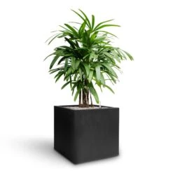 Grigio Cube Planter - Anthracite Concrete 19 Grigio Cube Planter - Anthracite Concrete -Plant potted plants Rhapis excelsa Lady Palm Hydroculture Grigio Cube Planter Anthracite Concrete