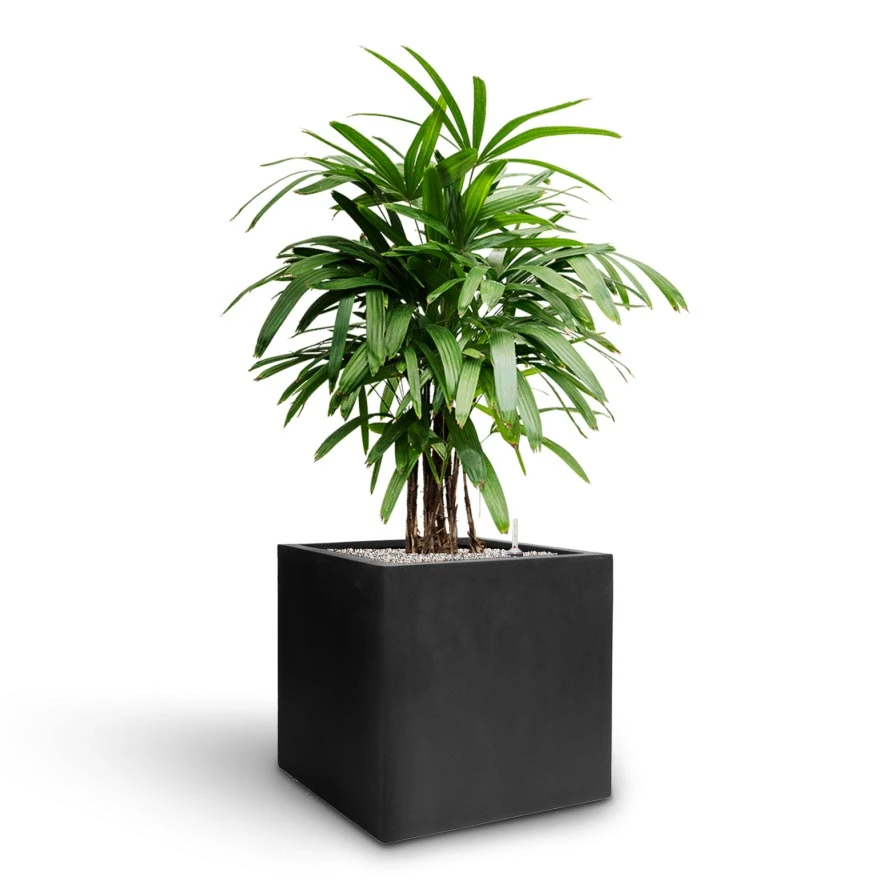 Grigio Cube Planter - Anthracite Concrete 10 Grigio Cube Planter - Anthracite Concrete - Image 8
