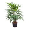 Rhapis Excelsa - Lady Palm - HydroCare -Plant potted plants Rhapis excelsa Lady Palm Hydroculture Indoor Plant