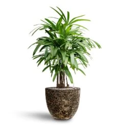 Rhapis Excelsa - Lady Palm - HydroCare 35 Rhapis Excelsa - Lady Palm - HydroCare -Plant potted plants Rhapis excelsa Lady Palm Hydroculture Lava Couple Relic Planter Black