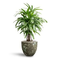 Rhapis Excelsa - Lady Palm - HydroCare 34 Rhapis Excelsa - Lady Palm - HydroCare -Plant potted plants Rhapis excelsa Lady Palm Hydroculture Lava Couple Relic Planter Jade