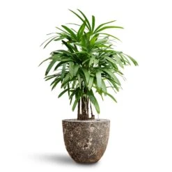 Rhapis Excelsa - Lady Palm - HydroCare 36 Rhapis Excelsa - Lady Palm - HydroCare -Plant potted plants Rhapis excelsa Lady Palm Hydroculture Lava Couple Relic Planter Rust