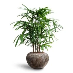 Rhapis Excelsa - Lady Palm - HydroCare 26 Rhapis Excelsa - Lady Palm - HydroCare -Plant potted plants Rhapis excelsa Lady Palm Hydroculture Luxe Lite Waterfall Globe Planter Bronze bbfc434c af63 49a5 a921 32d4359c800d