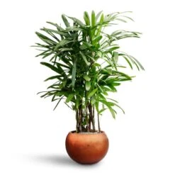 Rhapis Excelsa - Lady Palm - HydroCare 32 Rhapis Excelsa - Lady Palm - HydroCare -Plant potted plants Rhapis excelsa Lady Palm Hydroculture Metallic Couple Plant Pot Matt Copper
