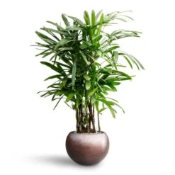 Rhapis Excelsa - Lady Palm - HydroCare 31 Rhapis Excelsa - Lady Palm - HydroCare -Plant potted plants Rhapis excelsa Lady Palm Hydroculture Metallic Globe Plant Pot Matt Coffee