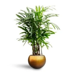 Rhapis Excelsa - Lady Palm - HydroCare 33 Rhapis Excelsa - Lady Palm - HydroCare -Plant potted plants Rhapis excelsa Lady Palm Hydroculture Metallic Globe Plant Pot Matt Honey b1928f7e 1254 4d5f 8ba1 ba7fe24b92c8