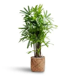Zayn Bamboo Planter -Plant potted plants Rhapis excelsa Lady Palm Hydroculture Zayn Bamboo Planter e709f8fa d1f1 45c0 bd9c e201c091f57b