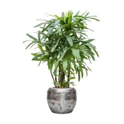 Rhapis Excelsa - Lady Palm - HydroCare 37 Rhapis Excelsa - Lady Palm - HydroCare -Plant potted plants Rhapis excelsa Lady Palm Hydroculture Opus Hammered Globe Planter Silver