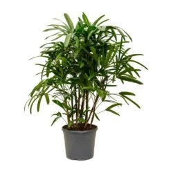 Rhapis Excelsa - Lady Palm -Plant potted plants Rhapis excelsa Lady Palm XLarge