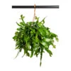 Rhipsalis Crispata - Mistletoe Cactus -Plant potted plants Rhipsalis Crispata