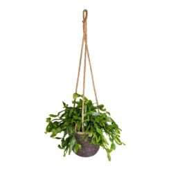 Rhipsalis Crispata - Mistletoe Cactus -Plant potted plants Rhipsalis crispata Mistletoe Cactus 14x40cm Igmar Hanging Plant Basket Grey 17x14cm