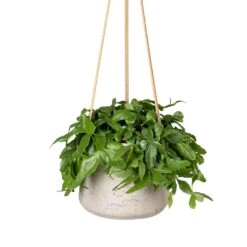 Patt Hanging Plant Pot - Grey Washed 17 Patt Hanging Plant Pot - Grey Washed -Plant potted plants Rhipsalis crispata Mistletoe Cactus 14x40cm Patt Hanging Plant Pot Grey Washed 20x17cm c23603a9 19e4 4fb4 91af 9642b8e7875b