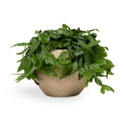 Ryan Plant Pot - Sand Gold -Plant potted plants Rhipsalis crispata Mistletoe Cactus 14x40cm Ryan Plant Pot Sand Gold 18x16cm 4b9f1dbb 37d2 4568 959c 0ecaef0600cf