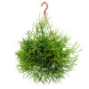 Rhipsalis Heteroclada - Mistletoe Cactus -Plant potted plants Rhipsalis heteroclada Mistletoe Cactus 40cm