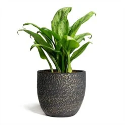 Aglaonema Christina - Chinese Evergreen -Plant potted plants Rinca Plant Pot Shiny Black 17x15cm Aglaonema Christina Chinese Evergreen 14x35cm 869775fc f93f 411c aabe 52b2bf2172ef