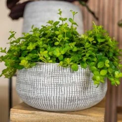 Ryan Plant Bowl - White Black -Plant potted plants Ryan Plant Bowl White Black Peperomia Houseplant