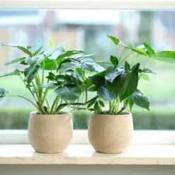 Ryan Plant Pot - Sand Gold -Plant potted plants Ryan Plant Pot Sand Gold Houseplants